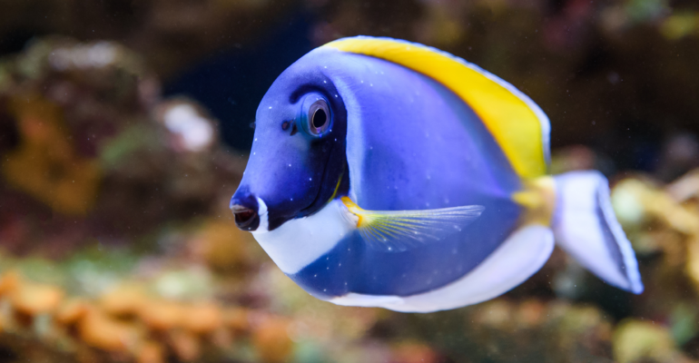 IPB DIGITANI - TANI DAN NELAYAN CENTER IPB UNIVERSITY - BLUE TANG: IKAN KARANG FAVORIT UNTUK AKUARIUM LAUT