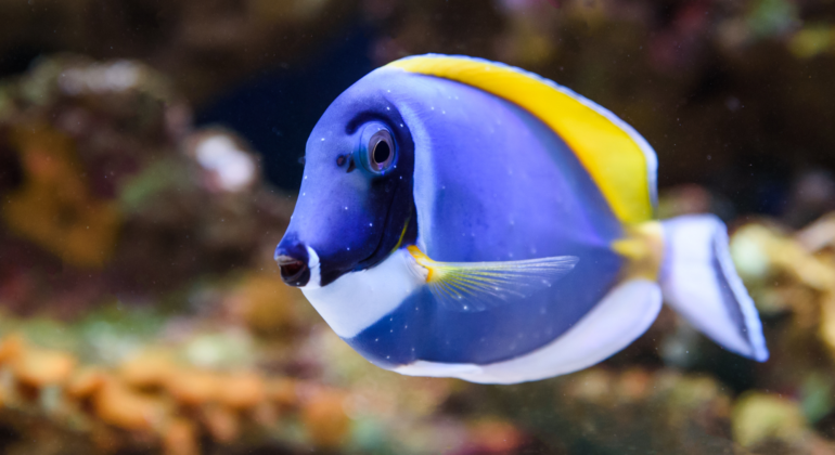 IPB DIGITANI - TANI DAN NELAYAN CENTER IPB UNIVERSITY - BLUE TANG: IKAN KARANG FAVORIT UNTUK AKUARIUM LAUT