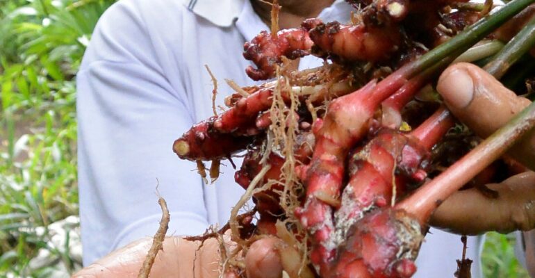 IPB DIGITANI - TANI DAN NELAYAN CENTER IPB UNIVERSITY - CARA MENANAM JAHE MERAH: TANAMAN HERBAL BERBAGAI KHASIAT