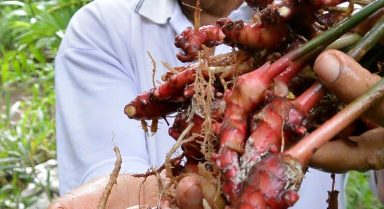 IPB DIGITANI - TANI DAN NELAYAN CENTER IPB UNIVERSITY - CARA MENANAM JAHE MERAH: TANAMAN HERBAL BERBAGAI KHASIAT