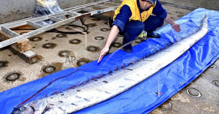 IPB DIGITANI - TANI DAN NELAYAN CENTER IPB UNIVERSITY - 5 FAKTA MENARIK OARFISH SEBAGAI IKAN TERPANJANG SEDUNIA