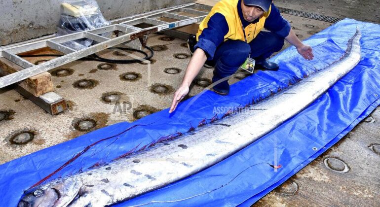 IPB DIGITANI - TANI DAN NELAYAN CENTER IPB UNIVERSITY - 5 FAKTA MENARIK OARFISH SEBAGAI IKAN TERPANJANG SEDUNIA