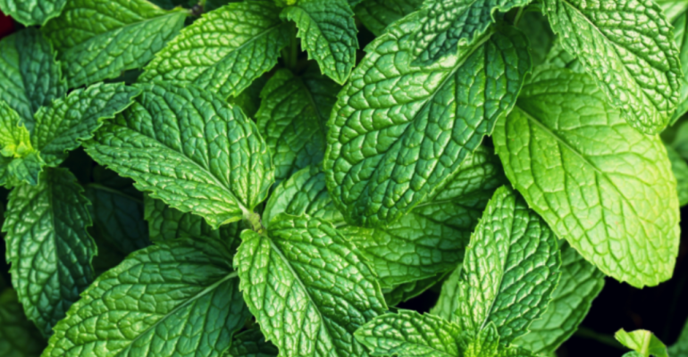 12 MANFAAT DAUN MINT NUTRISI DAN KHASIATNYA BAGI KESEHATAN