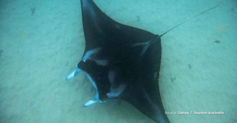20241102 at 08.00 - KEAJAIBAN PARI MANTA RAKSASA, MAKHLUK PERAIRAN HIDUP DIAMBANG KEPUNAHAN