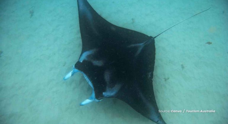 20241102 at 08.00 - KEAJAIBAN PARI MANTA RAKSASA, MAKHLUK PERAIRAN HIDUP DIAMBANG KEPUNAHAN