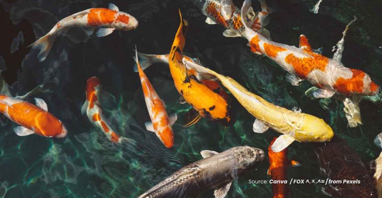 20241114 at 08.00 - MENGUNGKAP ALASAN DI BALIK HARGA FANTASTIS IKAN KOI