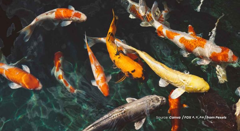 20241114 at 08.00 - MENGUNGKAP ALASAN DI BALIK HARGA FANTASTIS IKAN KOI