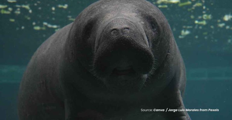 20241118 at 08.00 - KENALAN DENGAN MAWAR DUGONG RAMAH IKON WISATA PULAU ALOR