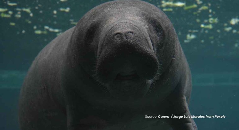 20241118 at 08.00 - KENALAN DENGAN MAWAR DUGONG RAMAH IKON WISATA PULAU ALOR