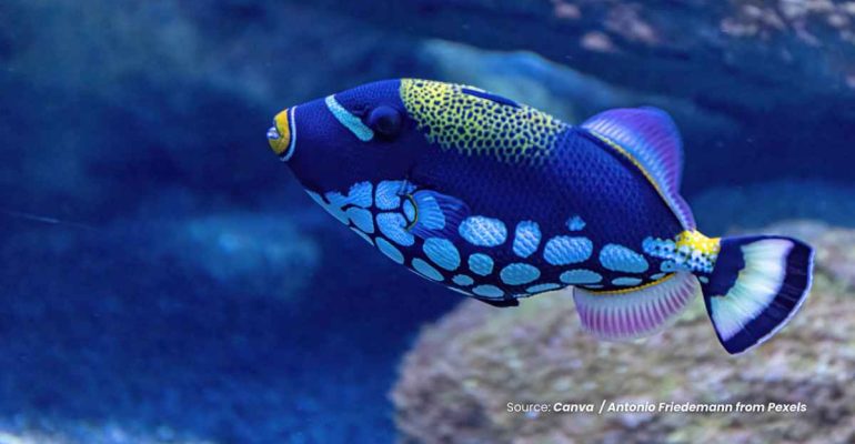 20241119 at 08.00 - JELAJAHI 5 IKAN TERINDAH DI DUNIA YANG MENGHIPNOTIS MATA