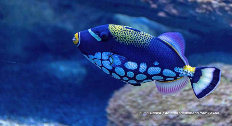 20241119 at 08.00 - JELAJAHI 5 IKAN TERINDAH DI DUNIA YANG MENGHIPNOTIS MATA