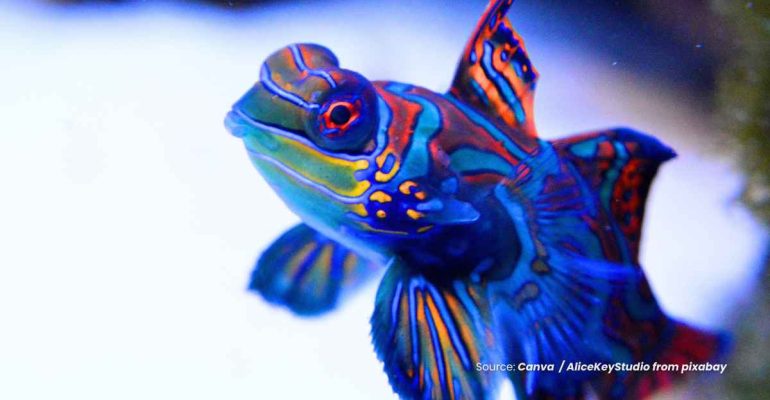 20241120 at 08.00 - KEINDAHAN YANG MEMATIKAN FAKTA DI BALIK IKAN MANDARIN YANG HIDUP DI INDONESIA