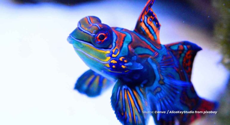 20241120 at 08.00 - KEINDAHAN YANG MEMATIKAN FAKTA DI BALIK IKAN MANDARIN YANG HIDUP DI INDONESIA