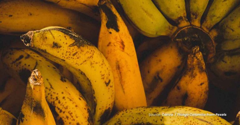 20241129 at 08.00 - RALSTONIA SOLANACEARUM ANCAMAN BAKTERI PADA TANAMAN PISANG