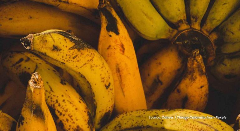 20241129 at 08.00 - RALSTONIA SOLANACEARUM ANCAMAN BAKTERI PADA TANAMAN PISANG