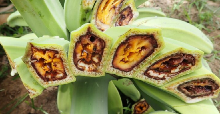 6 JENIS PENYAKIT YANG UMUM MENYERANG PISANG