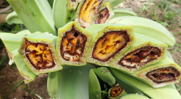 6 JENIS PENYAKIT YANG UMUM MENYERANG PISANG