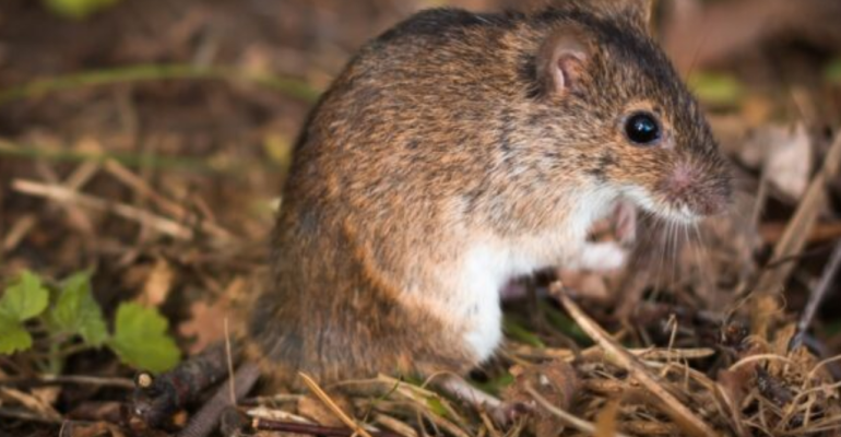 BAGAIMANA CARA MENGATASI SERANGAN TIKUS DI SAWAH