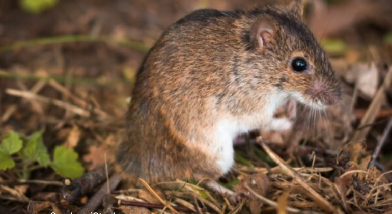 BAGAIMANA CARA MENGATASI SERANGAN TIKUS DI SAWAH