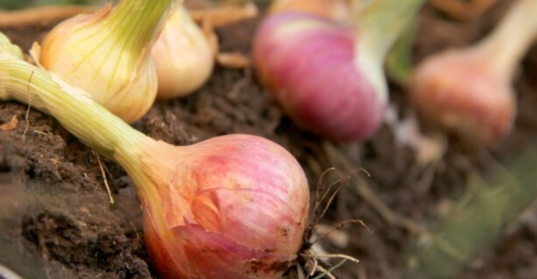 BAGAIMANA MENGATASI GULMA PADA TANAMAN BAWANG MERAH TANPA MENURUNKAN PRODUKTIVITAS
