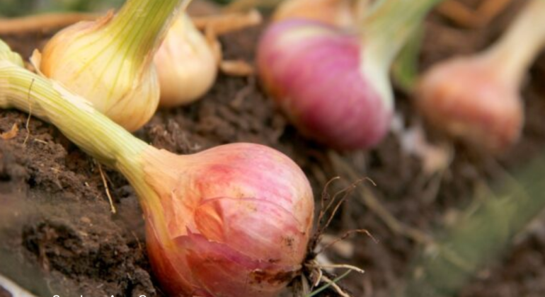 BAGAIMANA MENGATASI GULMA PADA TANAMAN BAWANG MERAH TANPA MENURUNKAN PRODUKTIVITAS