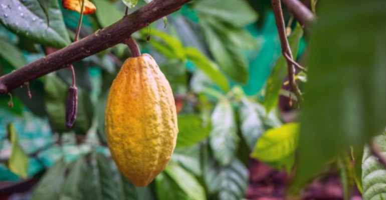 BAGAIMANA SOLUSI ALAMI UNTUK MENGATASI PENYAKIT PADA KAKAO