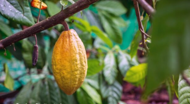 BAGAIMANA SOLUSI ALAMI UNTUK MENGATASI PENYAKIT PADA KAKAO