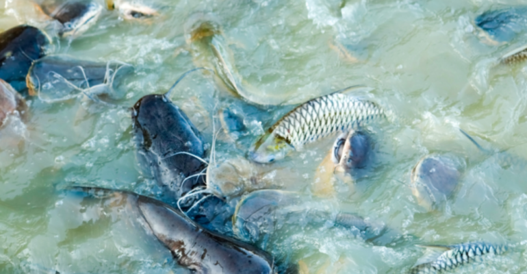 HORMON OODEV BISA BUAT IKAN KEMBANG BIAK TANPA TUNGGU MASA KAWIN