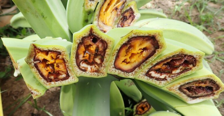 6 JENIS PENYAKIT YANG UMUM MENYERANG PISANG