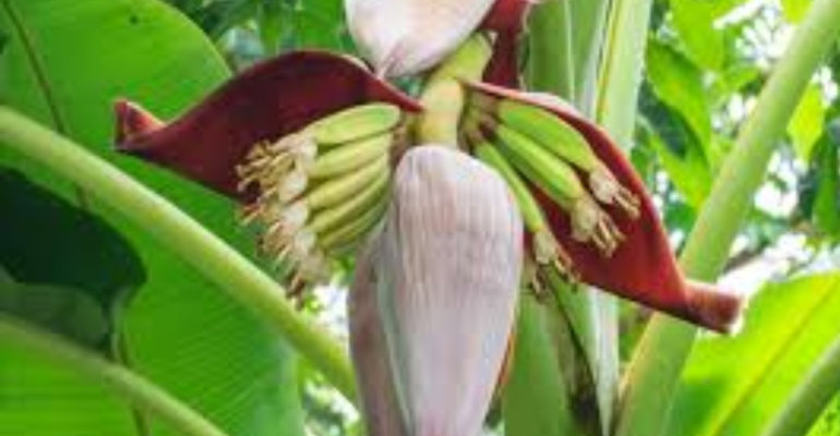 JANTUNG PISANG SUPERFOOD YANG BAIK UNTUK IBU HAMIL