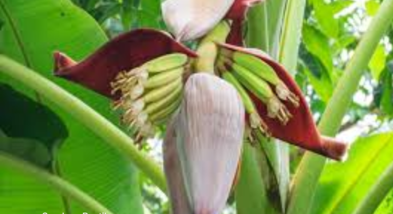 JANTUNG PISANG SUPERFOOD YANG BAIK UNTUK IBU HAMIL
