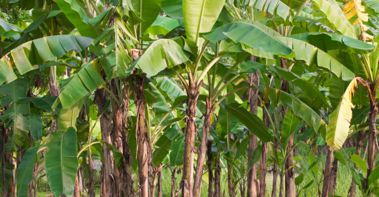 KENALI PENYAKIT PISANG KERDIL GEJALA, PENYEBAB, DAN CARA PENANGANANNYA