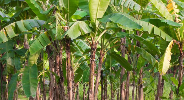 KENALI PENYAKIT PISANG KERDIL GEJALA, PENYEBAB, DAN CARA PENANGANANNYA