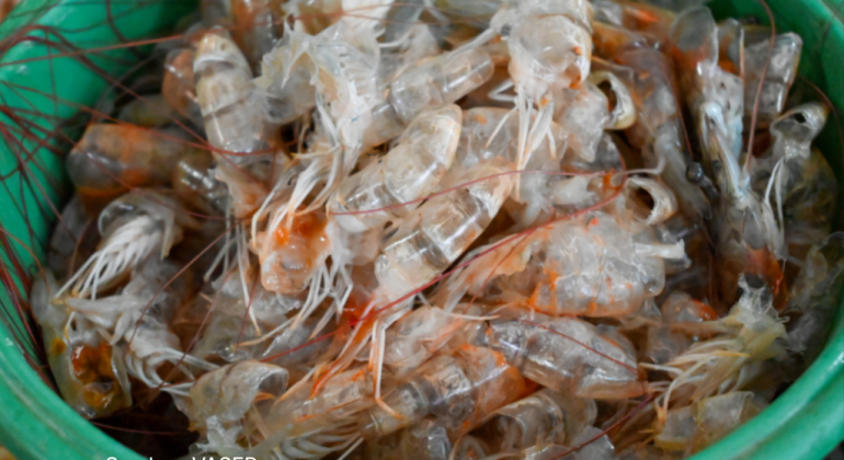 _MENGANDUNG KITIN, KULIT UDANG TERNYATA BAIK DIKONSUMSI