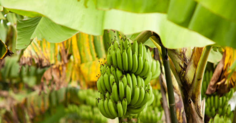 PISANG SEBAGAI SIMBOL DAN ADAT TRADISI LOKAL INDONESIA