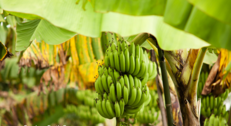 PISANG SEBAGAI SIMBOL DAN ADAT TRADISI LOKAL INDONESIA