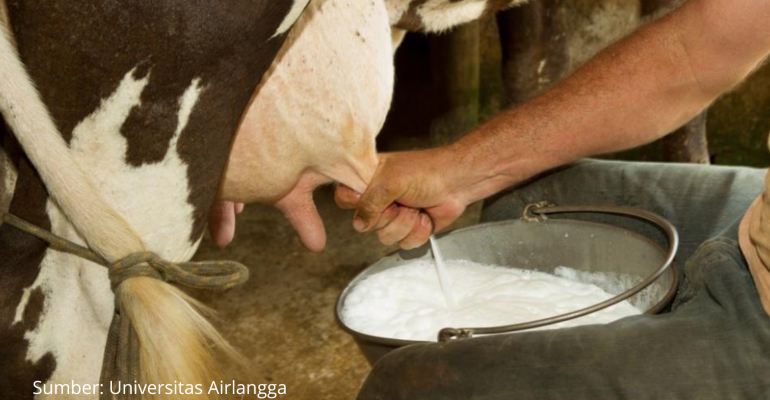 TINGKATAN PRODUKSI SUSU RUMINANSIA DENGAN CARA INI