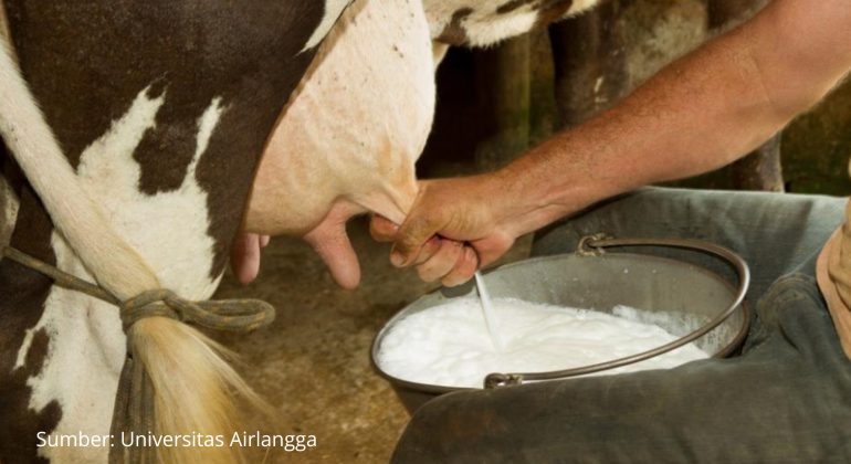 TINGKATAN PRODUKSI SUSU RUMINANSIA DENGAN CARA INI