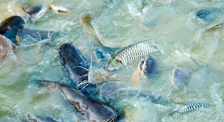 IPB DIGITANI - TANI DAN NELAYAN CENTER IPB UNIVERSITY - HORMON OODEV: BISA BUAT IKAN KEMBANG BIAK TANPA TUNGGU MASA KAWIN