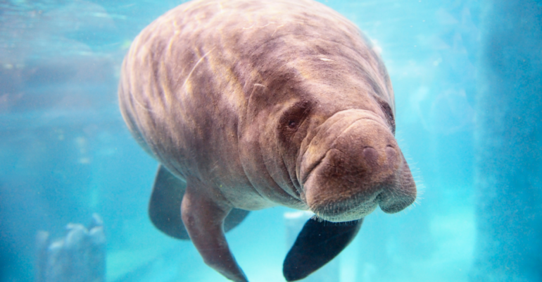 IPB DIGITANI - TANI DAN NELAYAN CENTER IPB UNIVERSITY - KENALAN DENGAN MAWAR: DUGONG RAMAH IKON WISATA PULAU ALOR