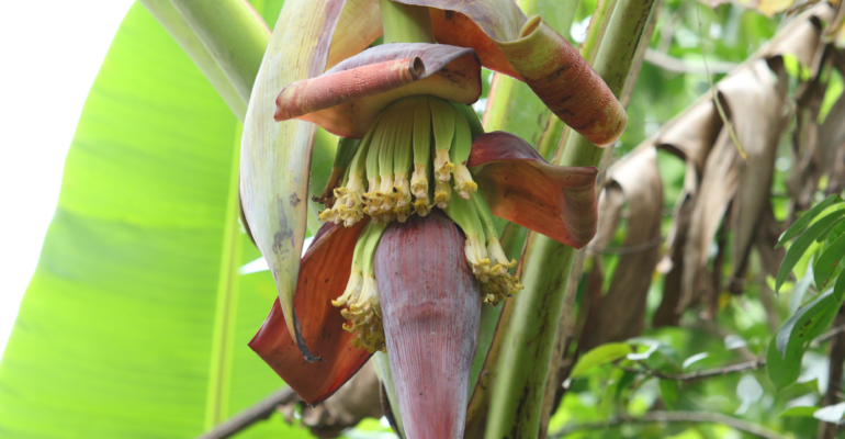 IPB DIGITANI - TANI DAN NELAYAN CENTER IPB UNIVERSITY - JANTUNG PISANG: SUPERFOOD YANG BAIK UNTUK IBU HAMIL