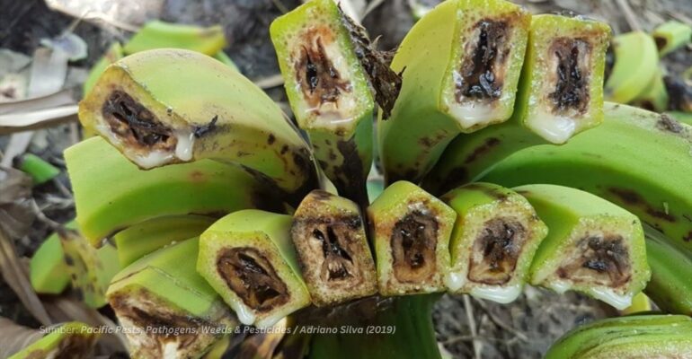 IPB DIGITANI - TANI DAN NELAYAN CENTER IPB UNIVERSITY - RALSTONIA SOLANACEARUM: ANCAMAN BAKTERI PADA TANAMAN PISANG