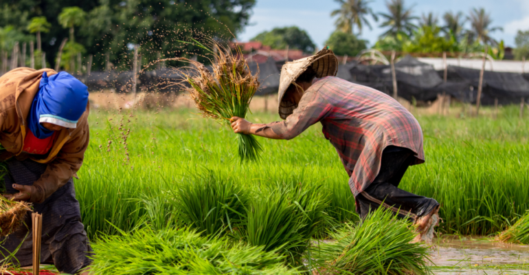 IPB DIGITANI - TANI DAN NELAYAN CENTER IPB UNIVERSITY - PETANI GUREM: POTRET KETANGGUHAN DI TENGAH TANTANGAN PENYEMPITAN LAHAN