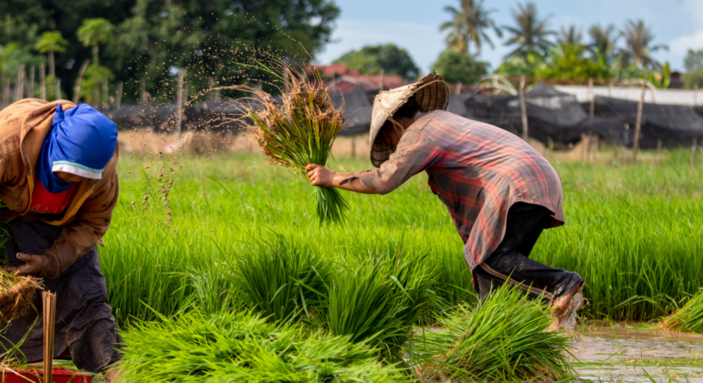 IPB DIGITANI - TANI DAN NELAYAN CENTER IPB UNIVERSITY - PETANI GUREM: POTRET KETANGGUHAN DI TENGAH TANTANGAN PENYEMPITAN LAHAN