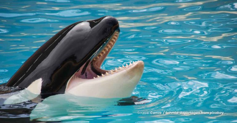 20241220 at 20.00 - INTIP DERETAN MOMEN KEMUNCULAN PAUS ORCA DI PERAIRAN INDONESIA