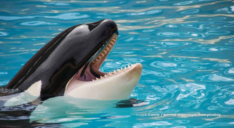 20241220 at 20.00 - INTIP DERETAN MOMEN KEMUNCULAN PAUS ORCA DI PERAIRAN INDONESIA