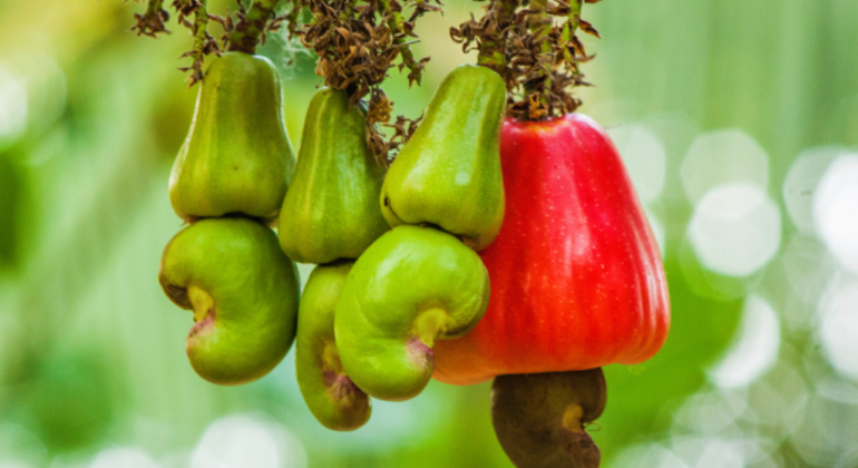 5 LANGKAH PENTING BUDIDAYA JAMBU MONYET