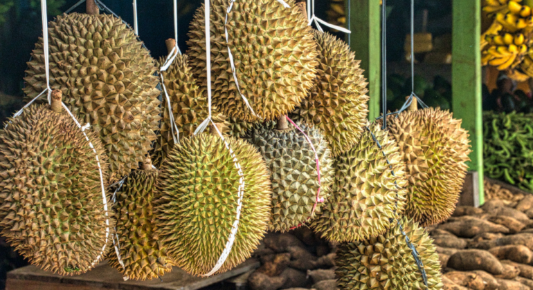 IPB DIGITANI - TANI DAN NELAYAN CENTER IPB UNIVERSITY - TERNYATA INI LAH PENYEBAB BAU PADA BUAH DURIAN