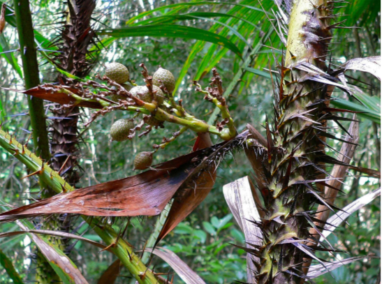 IPB DIGITANI - TANI DAN NELAYAN CENTER IPB UNIVERSITY - ROTAN MANAU: DARI HUTAN INDONESIA KE INDUSTRI DAN KESEHATAN