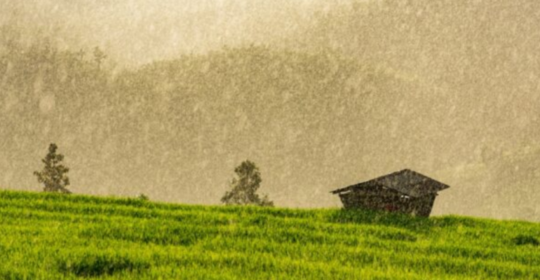 APA SOLUSI TERBAIK MENGATASI HAMA PADI DI SAWAH TADAH HUJAN